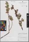 Foto von Salix cinerea L.